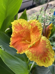 Canna × generalis