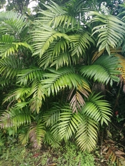 Schizolobium parahyba