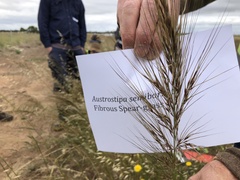 Austrostipa semibarbata