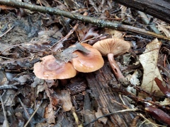 Lactarius mutabilis