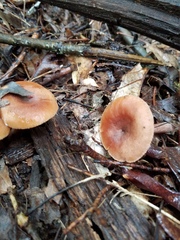 Lactarius mutabilis