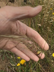 Austrostipa semibarbata
