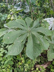Cecropia peltata