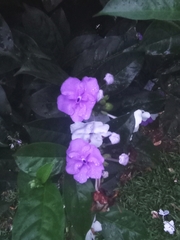 Brunfelsia