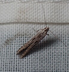 Cryptoblabes hemigypsa