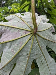 Cecropia peltata