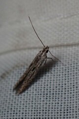 Cryptoblabes hemigypsa