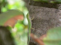 Phelsuma sundbergi longinsulae