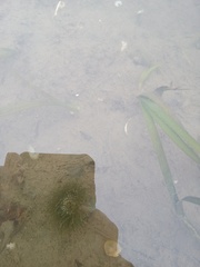 Anthopleura artemisia