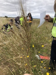 Austrostipa semibarbata