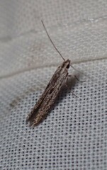 Cryptoblabes hemigypsa