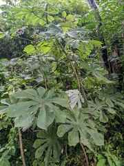 Cecropia peltata