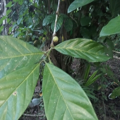 Coffea arabica