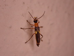 Belotus bicolor