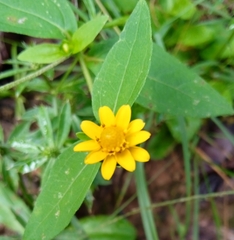 Melampodium divaricatum