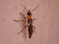 Belotus bicolor