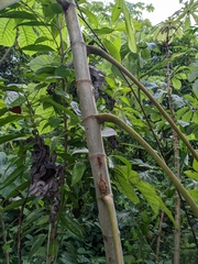 Cecropia peltata