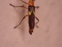 Belotus bicolor