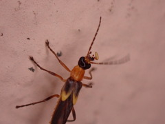 Belotus bicolor