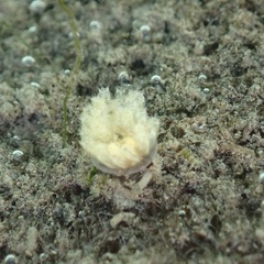 Aplidium