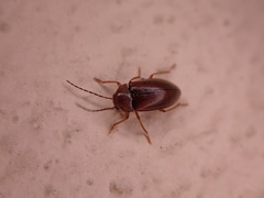 Ptilodactyla