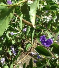 Brunfelsia