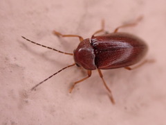 Ptilodactyla