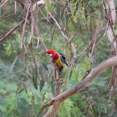 Platycercus eximius eximius