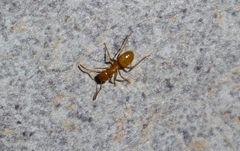 Lasius