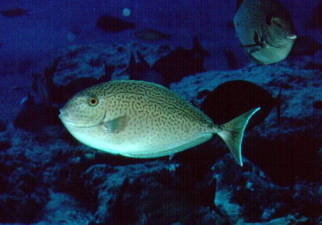 Spotted Unicornfish
