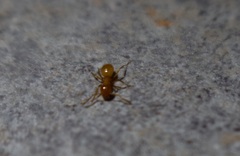 Lasius