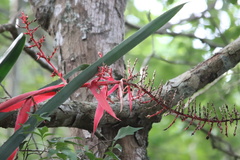 Aechmea bracteata