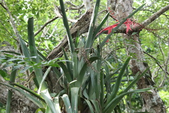 Aechmea bracteata