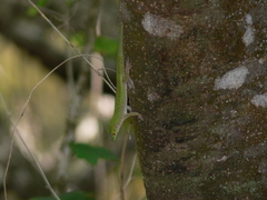 Phelsuma sundbergi longinsulae