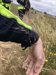 Austrostipa curticoma