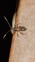 Neopamera albocincta