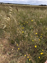 Austrostipa curticoma