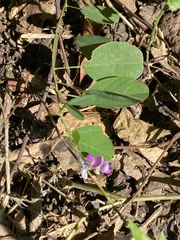 Grona heterocarpos