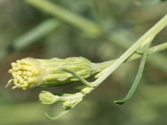 Brickellia eupatorioides chlorolepis