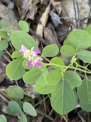 Grona heterocarpos