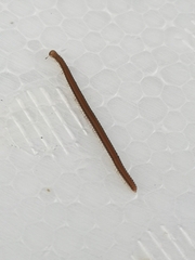 Glyphiulus granulatus