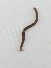 Glyphiulus granulatus