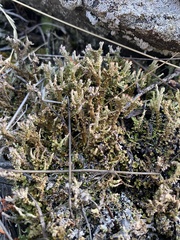 Cladonia phyllophora