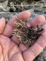Cladonia phyllophora