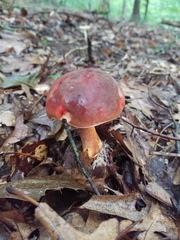 Boletus subluridellus