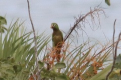 Eupsittula nana