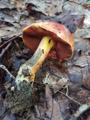 Boletus subluridellus