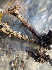 Cladonia phyllophora