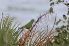 Eupsittula nana