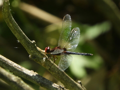 Erythrodiplax melanorubra